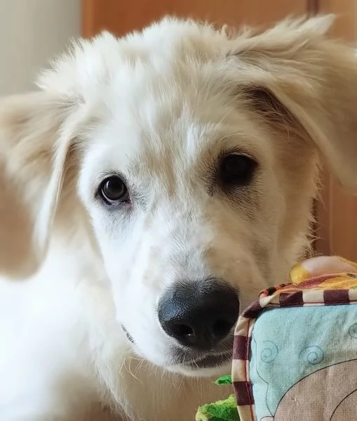 Kobe in adozione | Foto 2