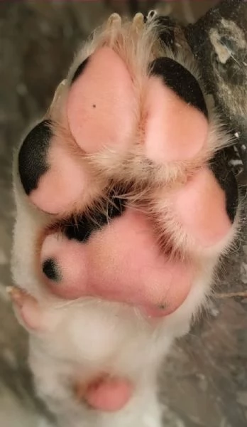 Kobe in adozione | Foto 1