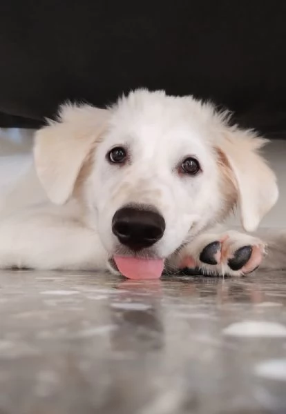 Kobe in adozione | Foto 0