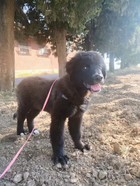 Baloo in adozione | Foto 5