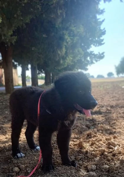Baloo in adozione | Foto 4