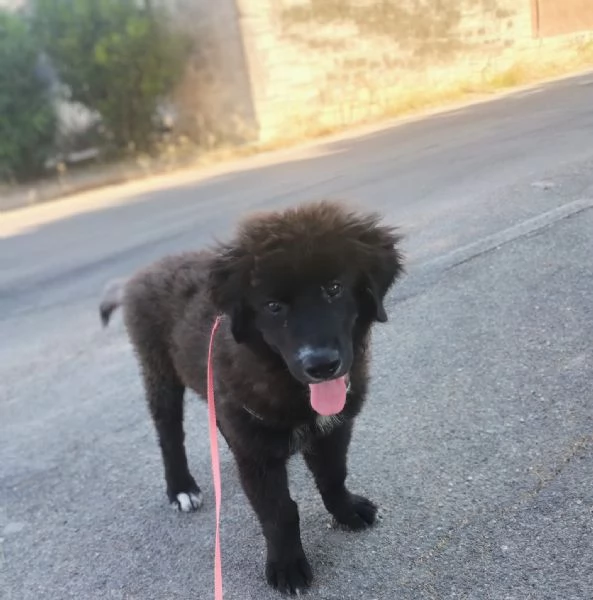 Baloo in adozione | Foto 3