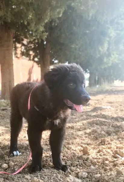 Baloo in adozione | Foto 2