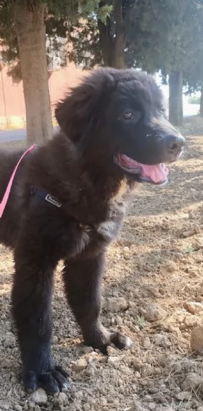 Baloo in adozione | Foto 0