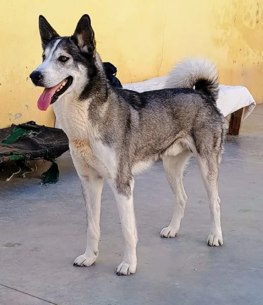 Buck   | Foto 1