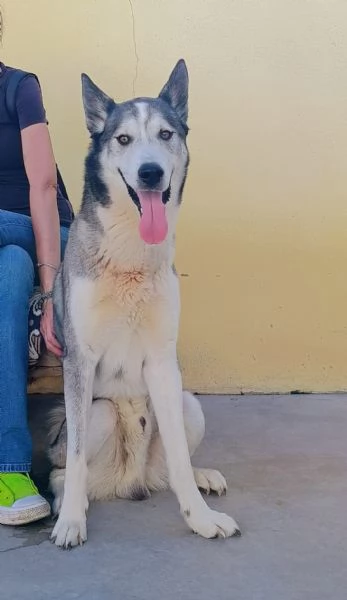Buck   | Foto 0