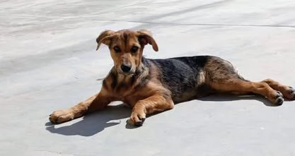 Frida cucciola bisognosa di affetto