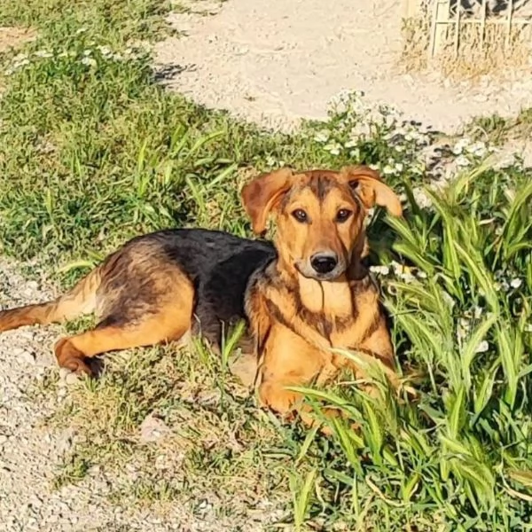 Frida cucciola bisognosa di affetto | Foto 2