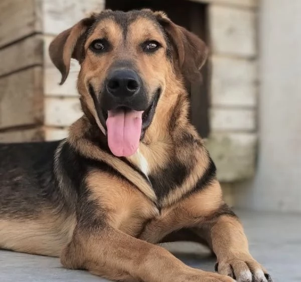 Floyd cucciolo timido | Foto 1