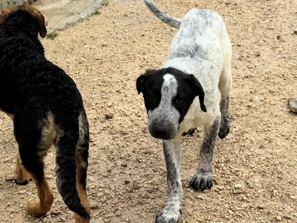 Lillo cucciolo dolce e curioso | Foto 1
