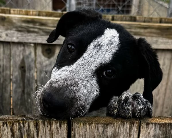 Lillo cucciolo dolce e curioso | Foto 0