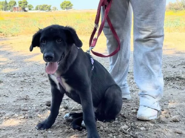 Kate dolcissima cucciola cerca casa | Foto 2