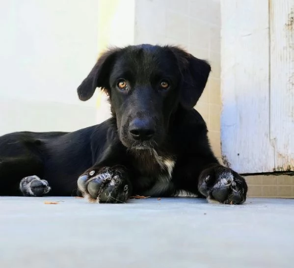 Kate dolcissima cucciola cerca casa | Foto 1