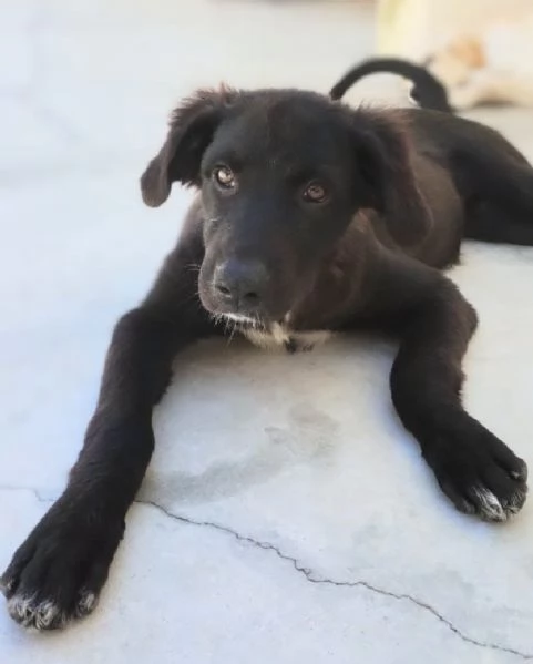 Kate dolcissima cucciola cerca casa | Foto 0