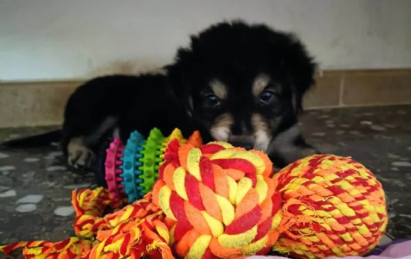 Roman cucciolo dolcissimo cerca cassa | Foto 1