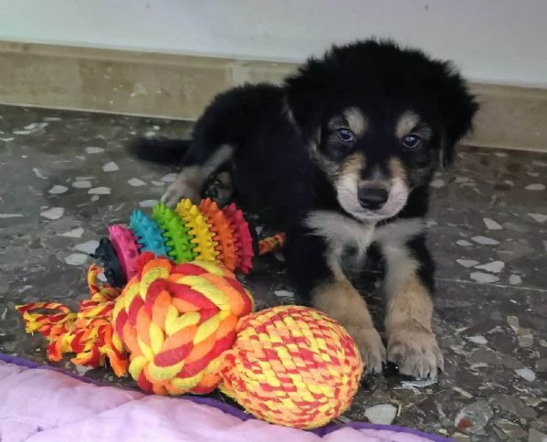Roman cucciolo dolcissimo cerca cassa | Foto 0