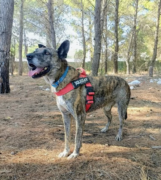 jack cagnolone dolcissimo  | Foto 1