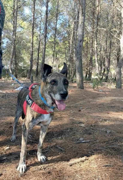 jack cagnolone dolcissimo 