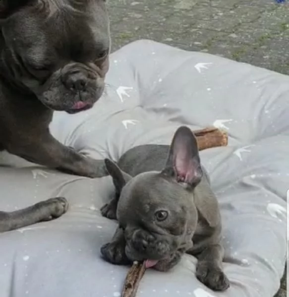 splendido bulldog francese in vendita