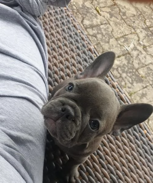 splendido bulldog francese in vendita | Foto 2