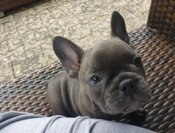 bulldog francese di qualità in venditaa | Foto 0