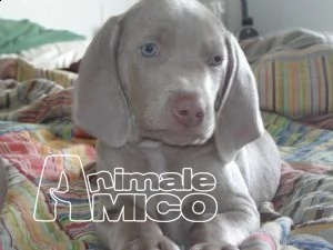 bellissimi cuccioli weimaraner in vendita