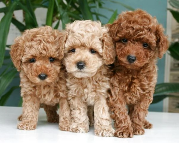 splendidi cuccioli barboncino toy