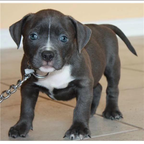 splendidi cuccioli di pitbull