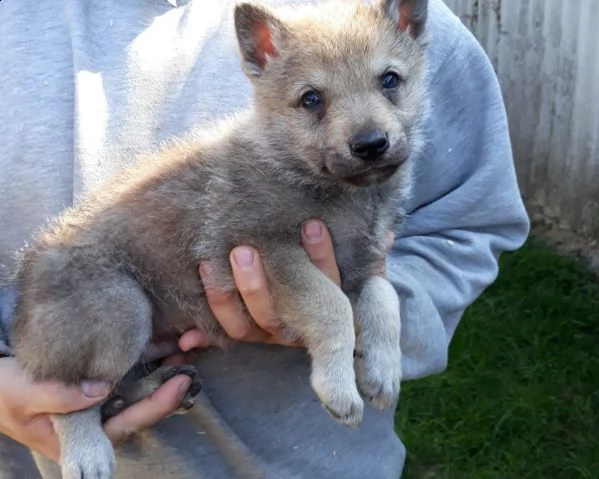 disponibili cuccioli di cane lupo cecoslovacco
