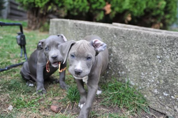 cuccioli pitbull | Foto 1