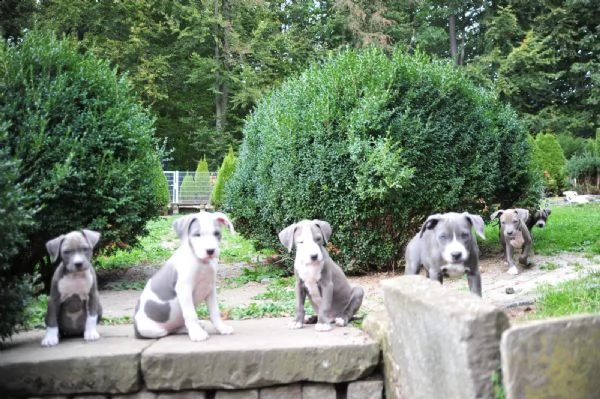 cuccioli pitbull | Foto 0