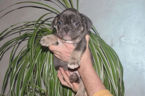 bouledogue francese cuccioli con pedigree enci | Foto 1