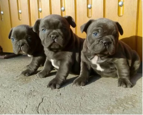bouledogue francese cuccioli blu, total blue