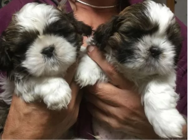 shitzu & shih-tzu cuccioli