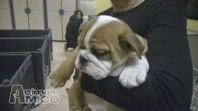 cucciol di bulldog inglese
