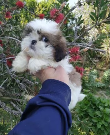 cuccioli di shitzu taglia toy