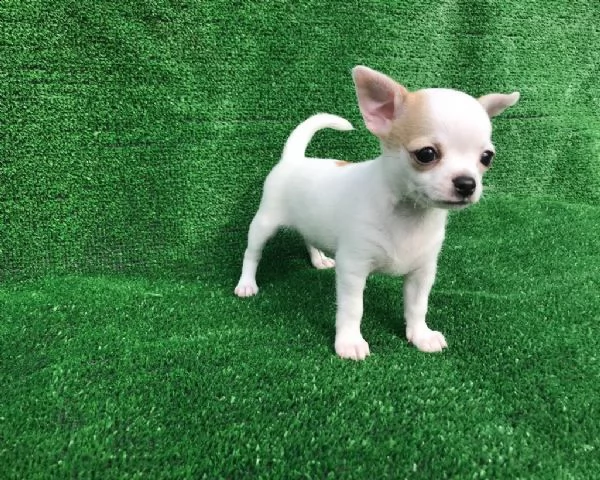 splendida cuccioli chihuahua, con pedigree enci