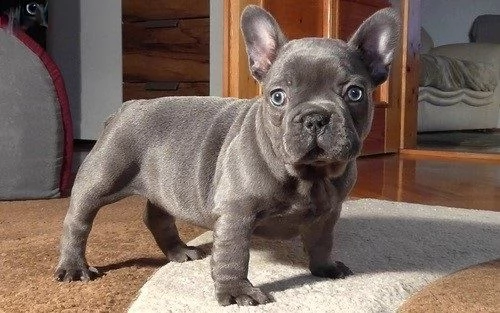 cuccioli di bulldog francese