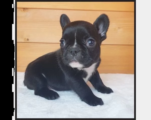 cuccioli bulldog francese - pedigree enci