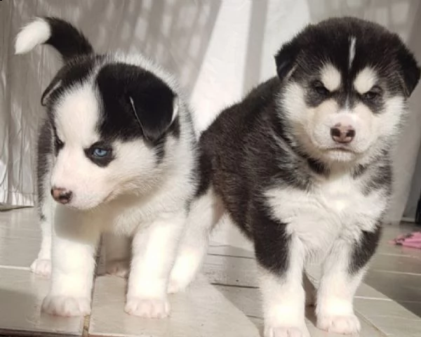 cuccioli di razza siberian husky occhi blu