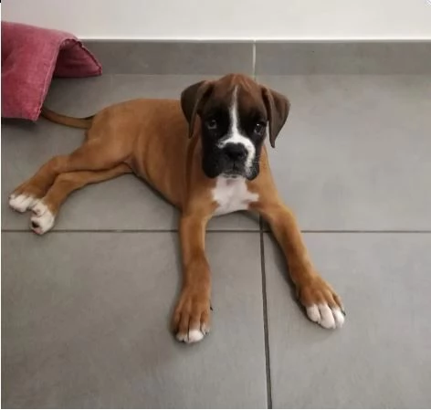 cuccioli di boxer con pedigree enci