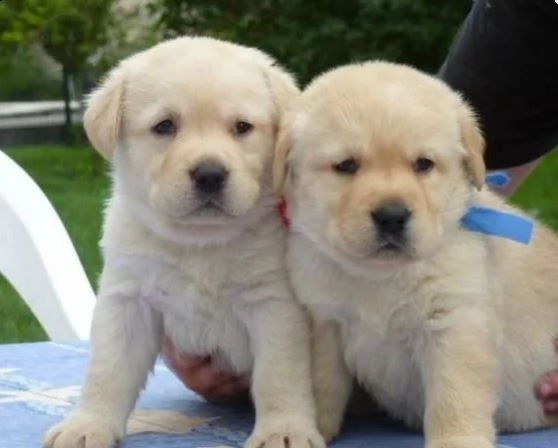 cuccioli di labrador maschi e femmine