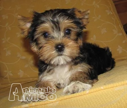 teacup yorkie puppy