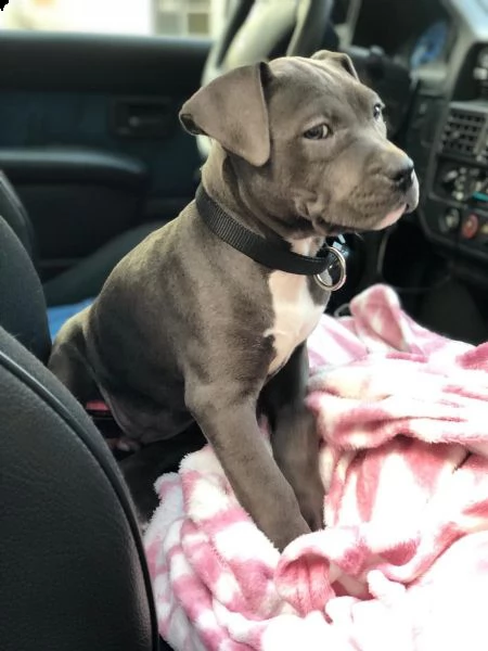 meravigliose cucciole di pitbull terrier | Foto 10