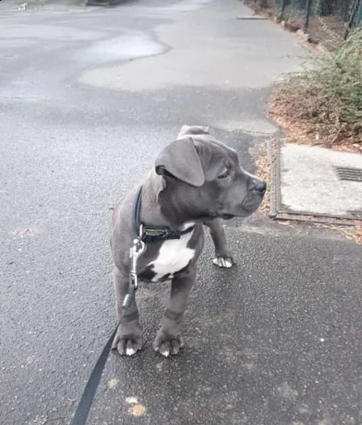 meravigliose cucciole di pitbull terrier | Foto 9