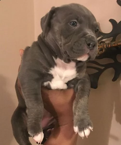 meravigliose cucciole di pitbull terrier | Foto 8