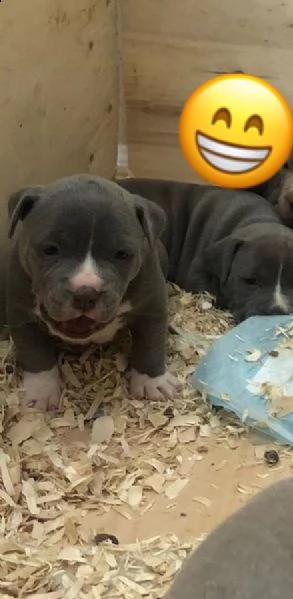 meravigliose cucciole di pitbull terrier | Foto 7