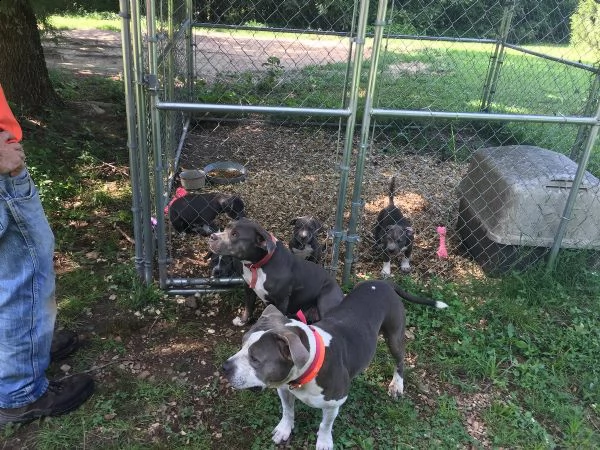 meravigliose cucciole di pitbull terrier | Foto 6