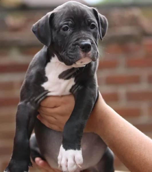 meravigliose cucciole di pitbull terrier | Foto 5