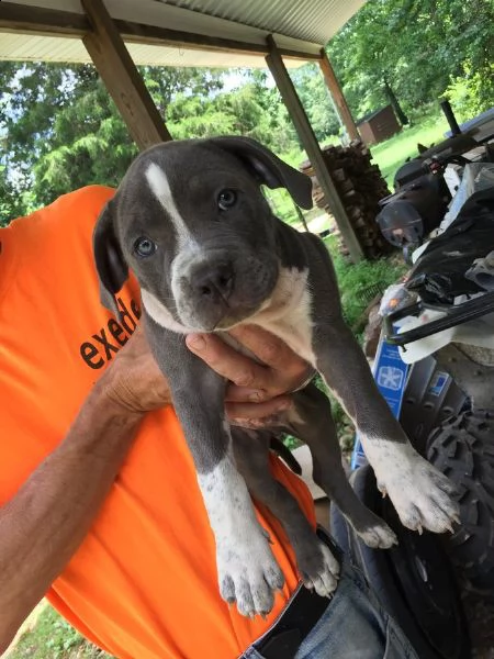 meravigliose cucciole di pitbull terrier | Foto 4